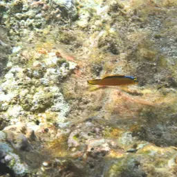 Horseshoe-tailed Dottyback, photo 3