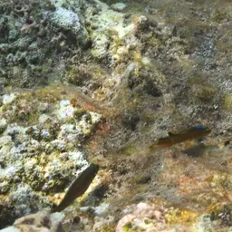 Horseshoe-tailed Dottyback, photo 4
