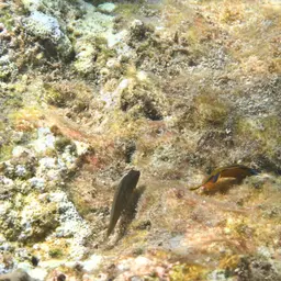 Horseshoe-tailed Dottyback, photo 5