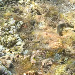 Horseshoe-tailed Dottyback, photo 6