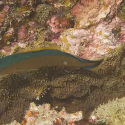 Horseshoe-tailed Dottyback, photo 7