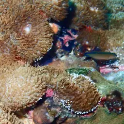 Horseshoe-tailed Dottyback, photo 8