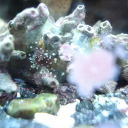 Orange Ball Anemone