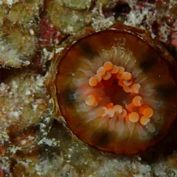 Orange Ball Anemone, photo 2