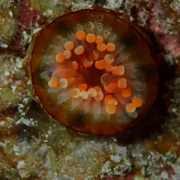 Orange Ball Anemone, photo 3