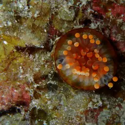 Orange Ball Anemone, photo 4