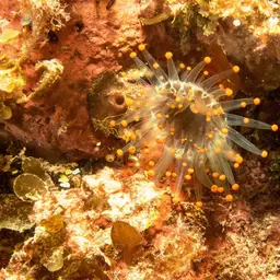 Orange Ball Anemone, photo 5