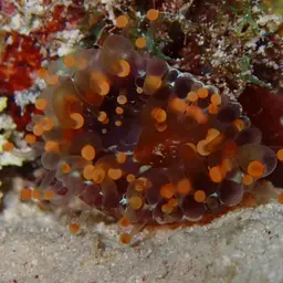 Orange Ball Anemone, photo 7