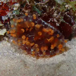 Orange Ball Anemone, photo 8