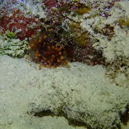 Orange Ball Anemone, photo 9
