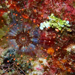 Orange Ball Anemone, photo 10