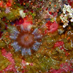Orange Ball Anemone, photo 11