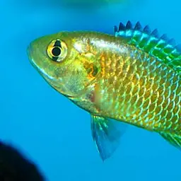 Egyptian Mouthbrooder, photo 2