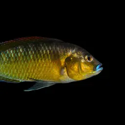 Egyptian Mouthbrooder, photo 3