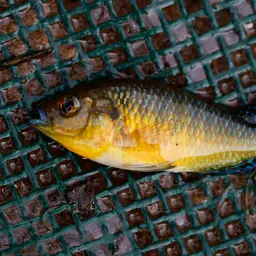 Egyptian Mouthbrooder, photo 7