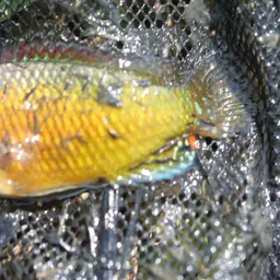 Egyptian Mouthbrooder, photo 8