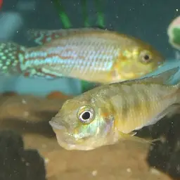 Congo Mouthbrooder, photo 1