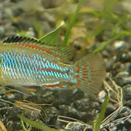 Congo Mouthbrooder, photo 2
