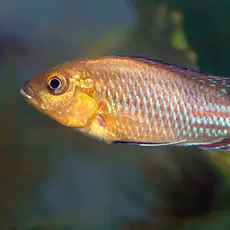 Congo Mouthbrooder, photo 3