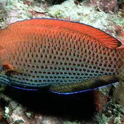 Chisel-tooth Wrasse