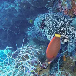 Chisel-tooth Wrasse, photo 2