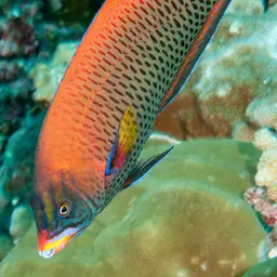 Chisel-tooth Wrasse, photo 3