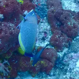Chisel-tooth Wrasse, photo 4