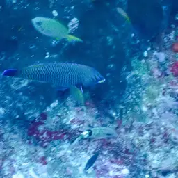 Chisel-tooth Wrasse, photo 5