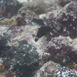 Chisel-tooth Wrasse, photo 6