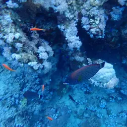 Chisel-tooth Wrasse, photo 7