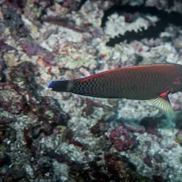Chisel-tooth Wrasse, photo 8