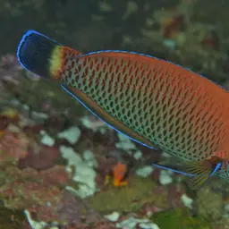 Chisel-tooth Wrasse, photo 9