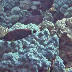 Chisel-tooth Wrasse, photo 10