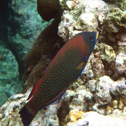 Chisel-tooth Wrasse, photo 11