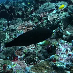 Chisel-tooth Wrasse, photo 12