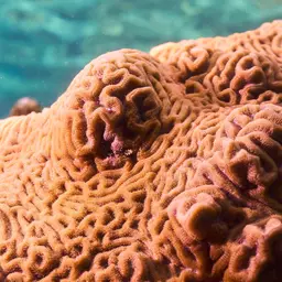 Knobbed Brain Coral, photo 1