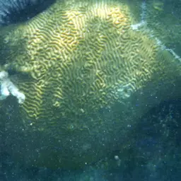 Knobbed Brain Coral, photo 2