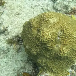 Knobbed Brain Coral, photo 3