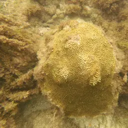 Knobbed Brain Coral, photo 4