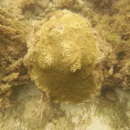 Knobbed Brain Coral, photo 5