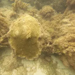 Knobbed Brain Coral, photo 6