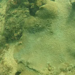 Knobbed Brain Coral, photo 7
