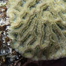 Knobbed Brain Coral, photo 8