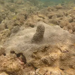 Knobbed Brain Coral, photo 9