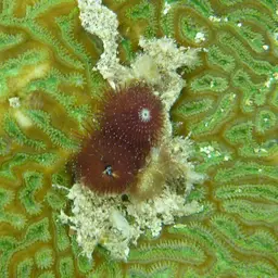 Knobbed Brain Coral, photo 10