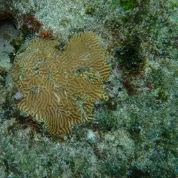 Knobbed Brain Coral, photo 11