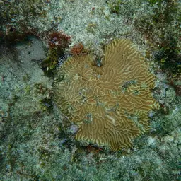 Knobbed Brain Coral, photo 12