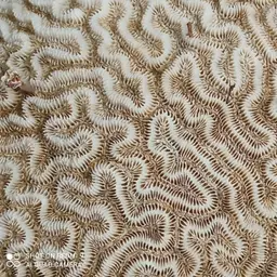 Brain Coral