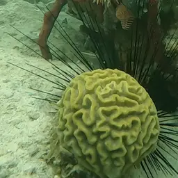Brain Coral, photo 2