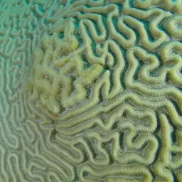 Brain Coral, photo 3